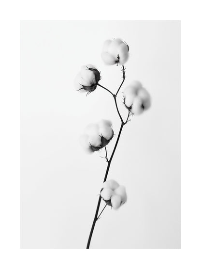 Black and white close-up of a cotton flower stem