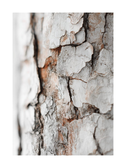 Birch bark close-up texture in beige and grey Scandinavian nature poster