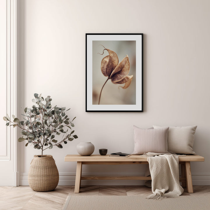 Dried Seed Pod Poster