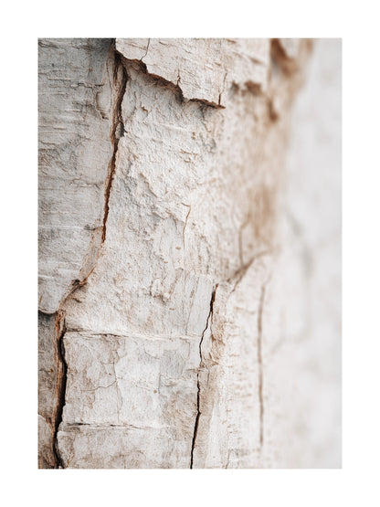 Light birch bark texture with fine cracks minimalist Scandinavian wall art
