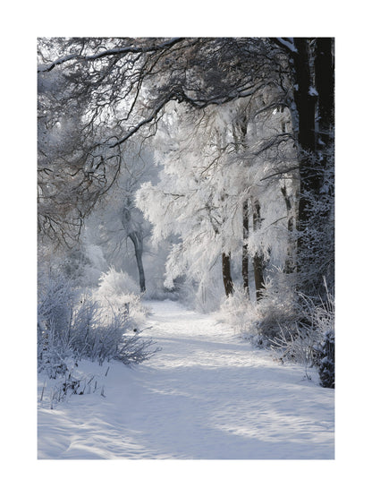 Snow-covered path surrounded by frost-covered trees in soft daylight.