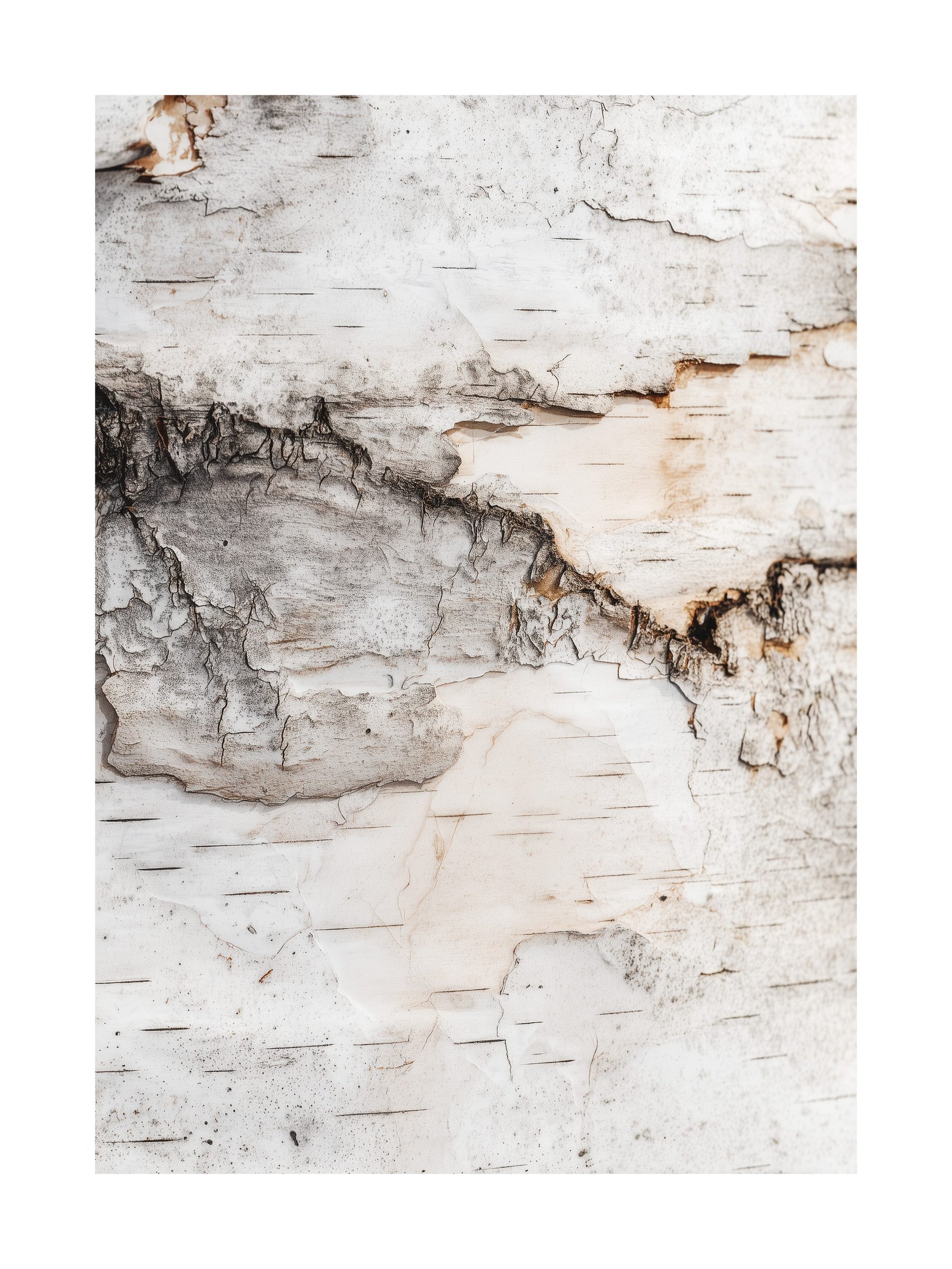 Photo art poster of birch bark texture