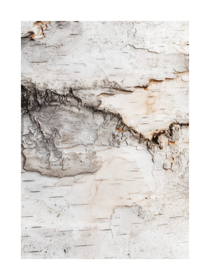 Birch Bark Texture Poster