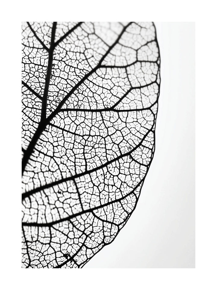 Close-up black and white photo of leaf veins and natural texture