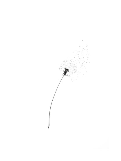 Minimalist black and white image of a dandelion releasing seeds