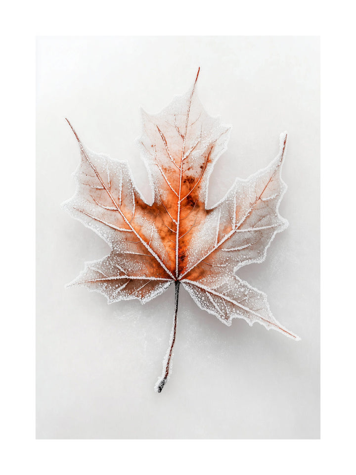 Macro photo of a frosted orange maple leaf on a white background.