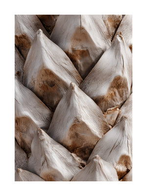 Natural Pine Cone Texture Poster