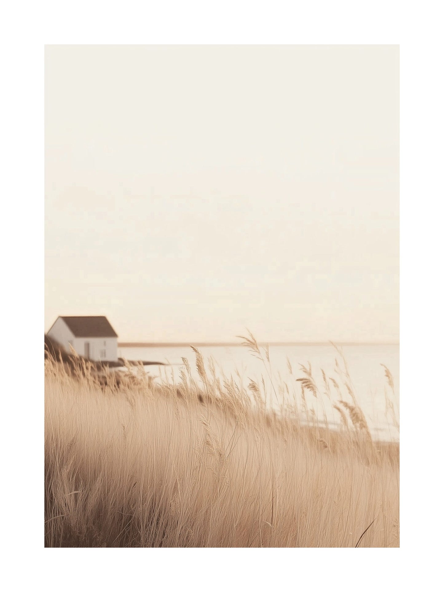 Golden coastal reeds with white seaside house in the background