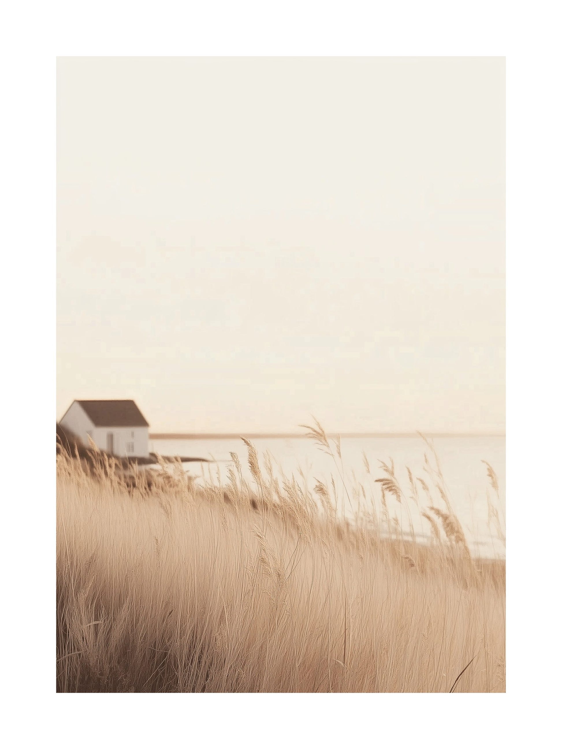 Golden coastal reeds with white seaside house in the background