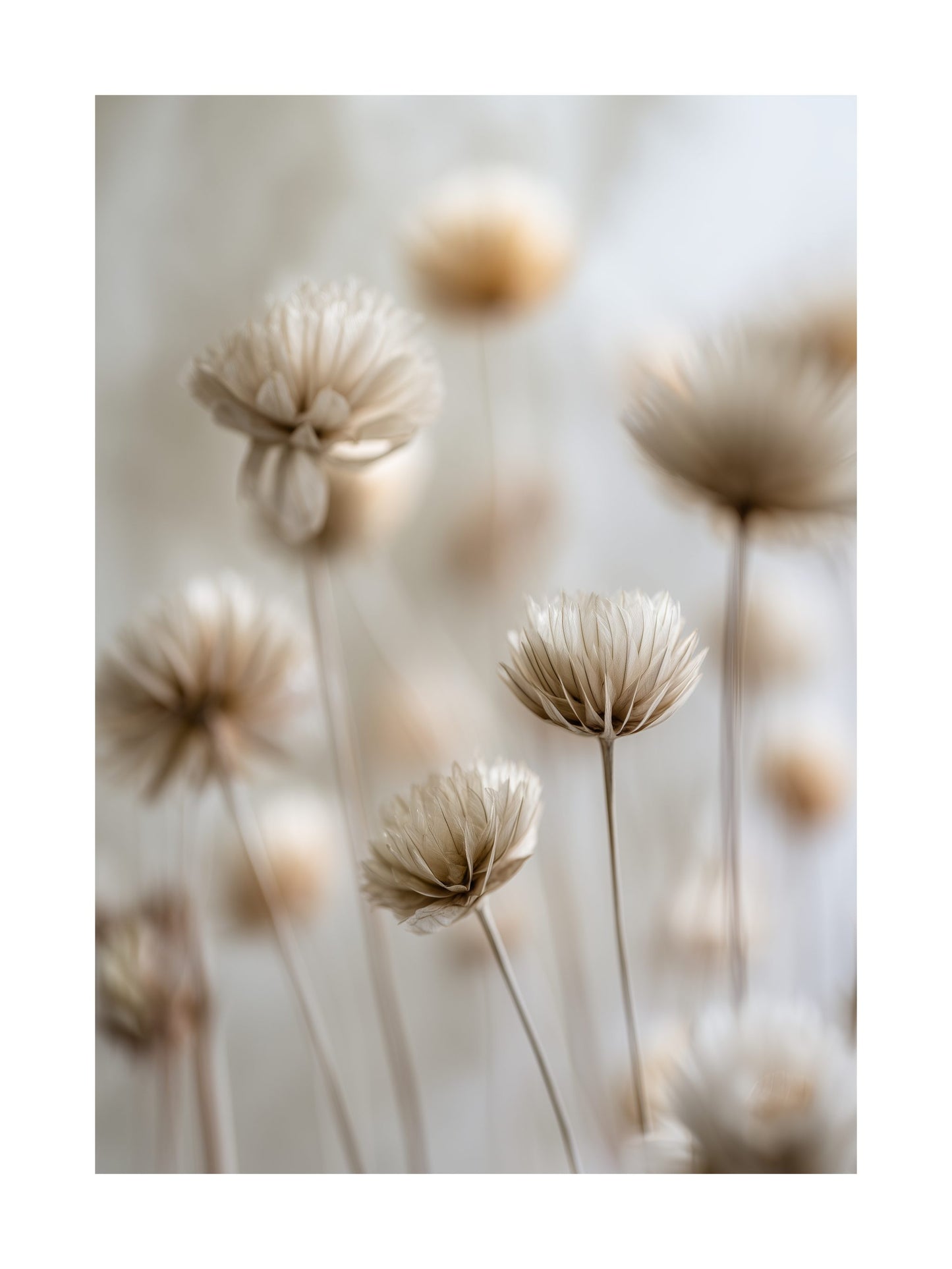 Botanical poster with dried flowers in soft neutral colors