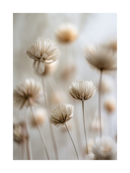 Botanical poster with dried flowers in soft neutral colors