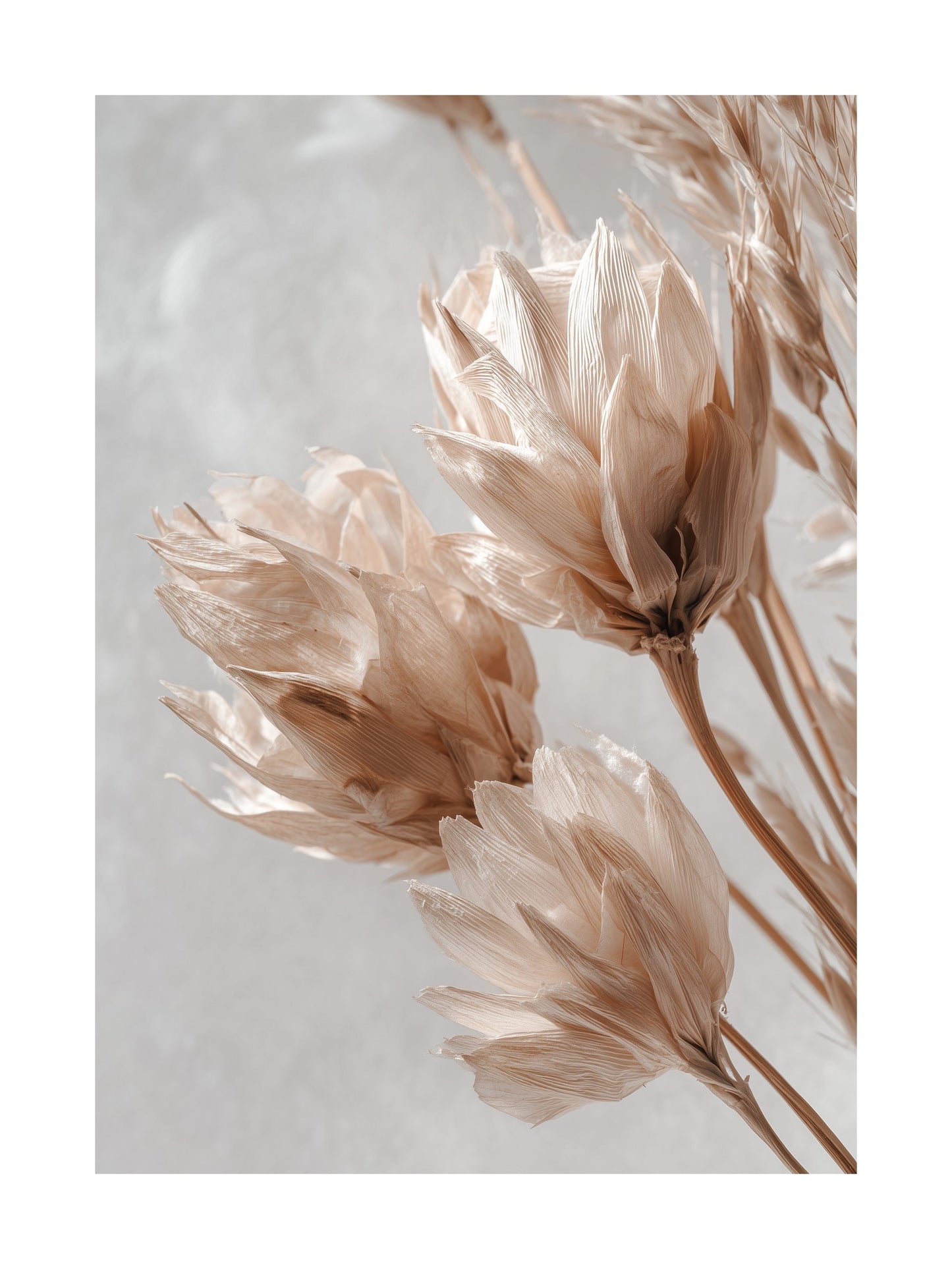 Close-up botanical poster of dried flowers