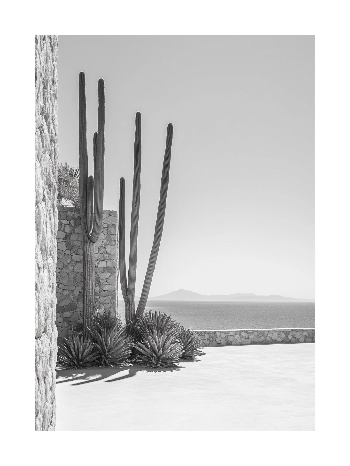 Black and white poster of cacti in a sunny desert courtyard