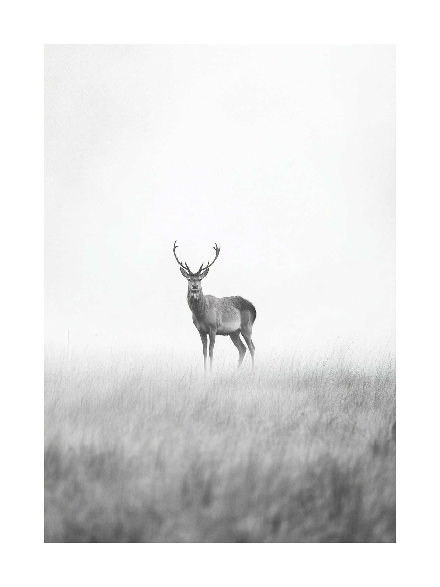 Deer standing alone in a soft misty field, black and white