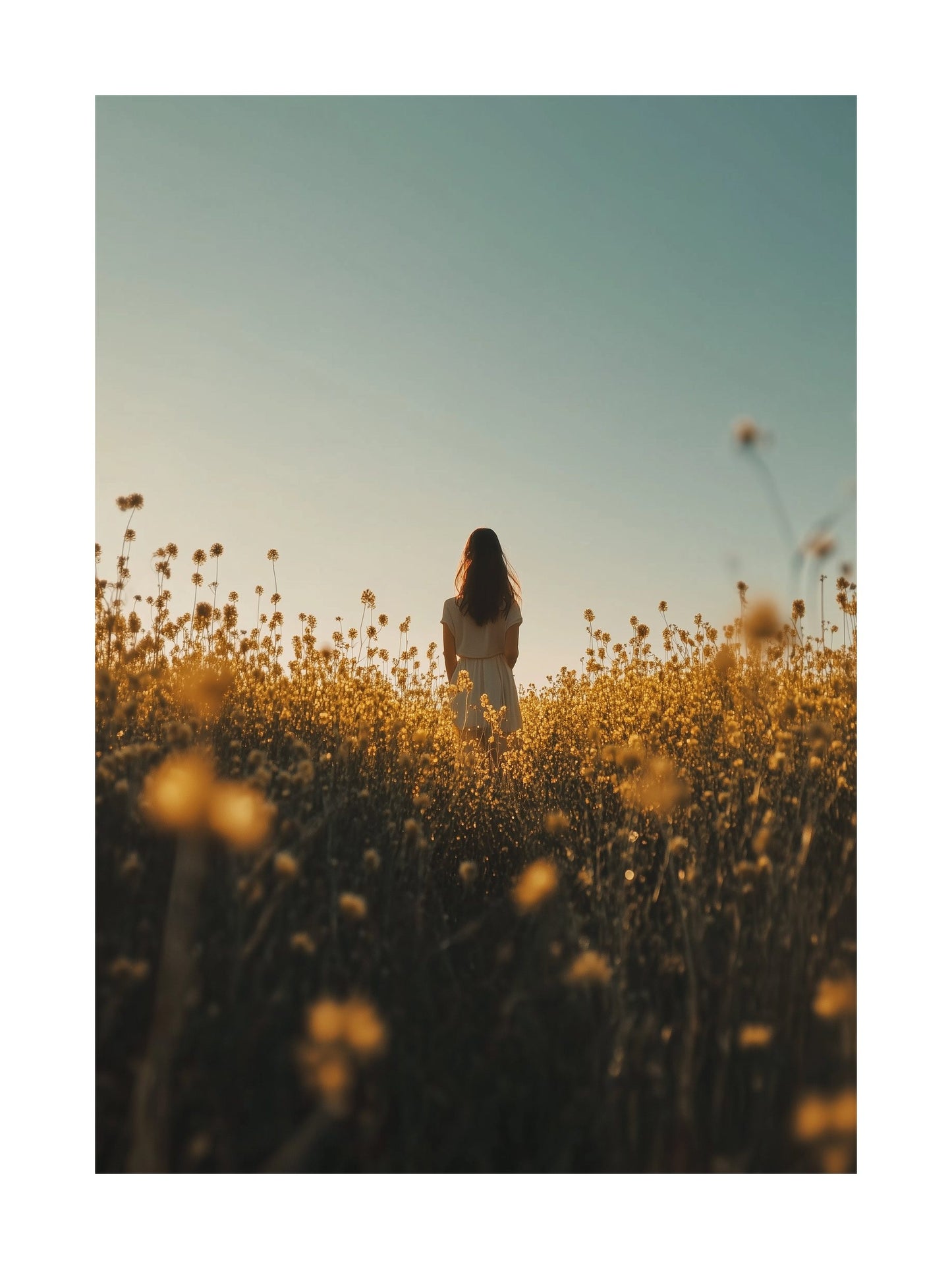 Poster of golden Swedish rapeseed field under a blue sky