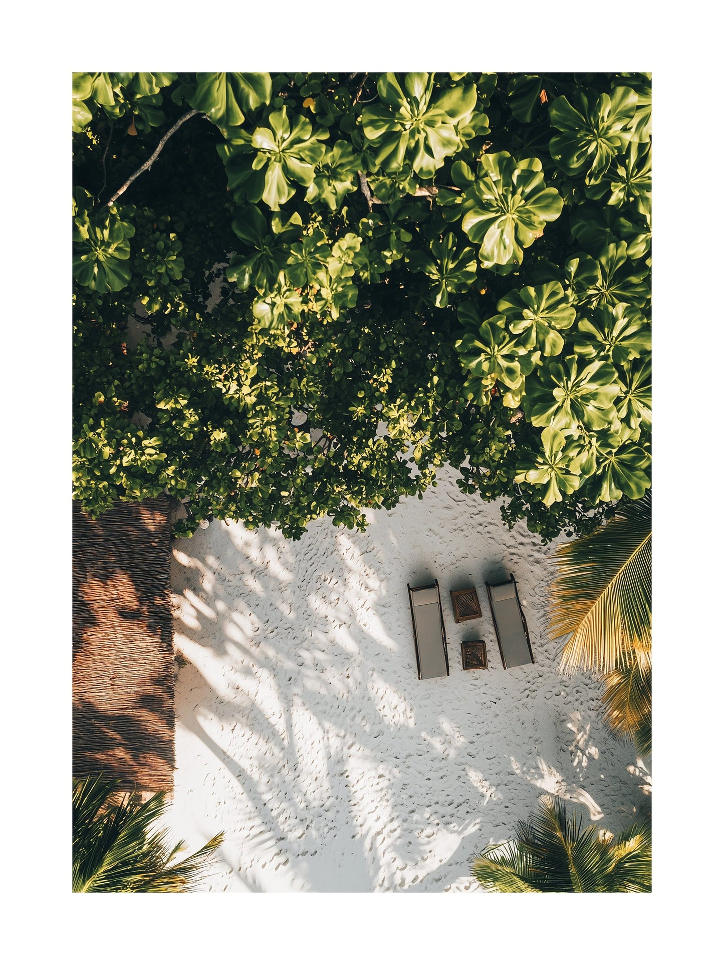 Aerial image of sun chairs under palm trees in tropical resort. Ideal for wall art in your home, office, or studio.