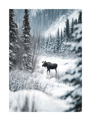 Nordic Moose in Winter Forest Poster