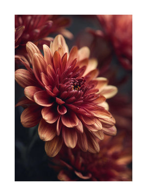 Chrysanthemum Bloom Poster