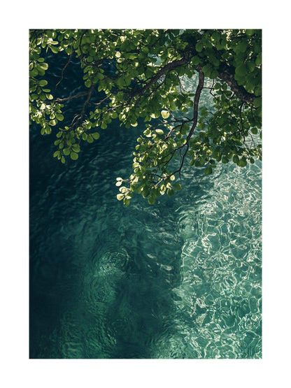Top-down image of green leaves hanging above clear Norwegian fjord waters. Ideal for wall art in your home, office, or studio.
