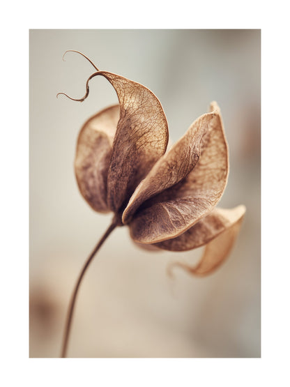 Poster of dried seed pod with delicate textures