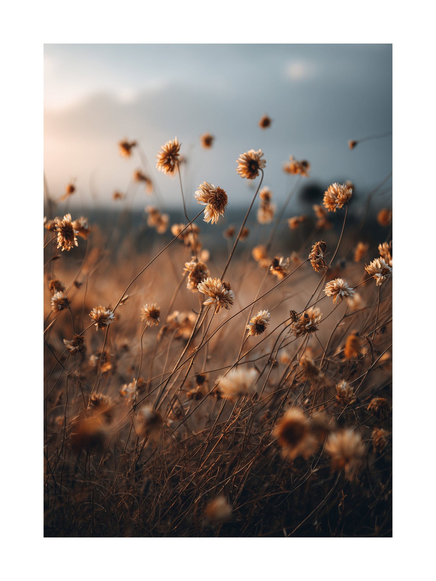 Poster of dried wildflowers in warm autumn breeze