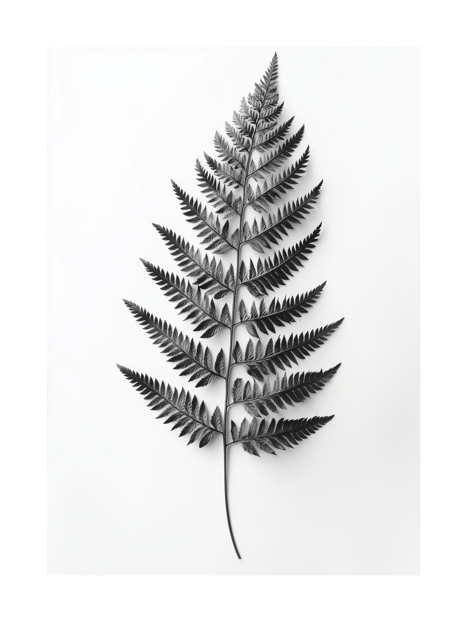 Black and white image of a single fern leaf on white background