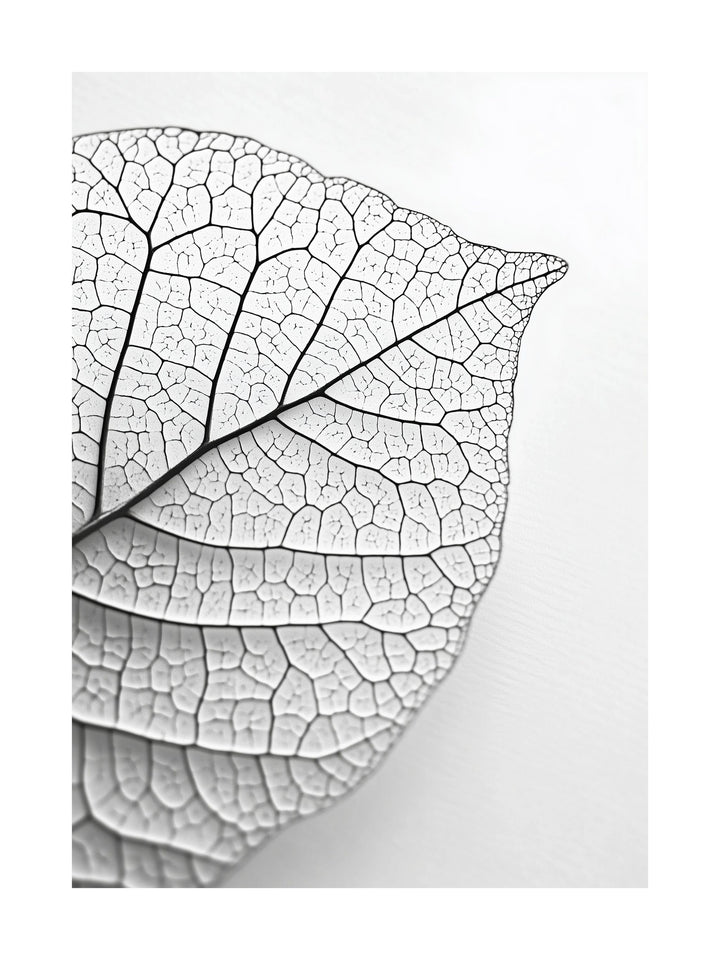 Close-up black and white photo of a dried leaf with visible veins