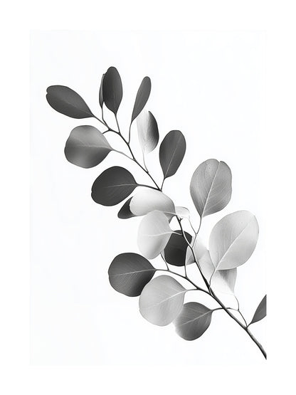 Black and white photo of eucalyptus branch with round leaves
