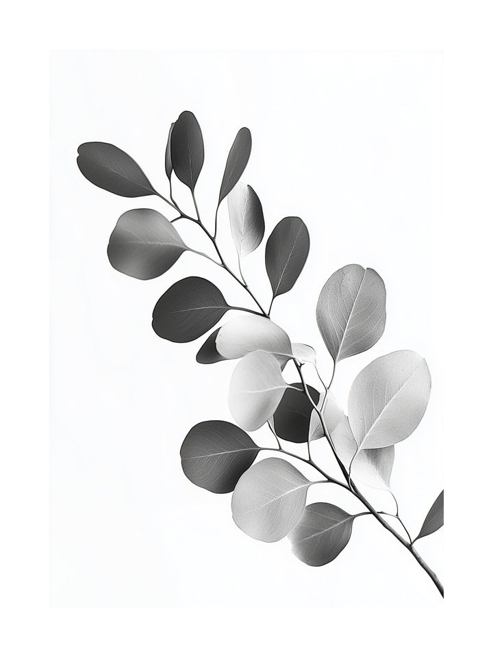 Black and white photo of eucalyptus branch with round leaves