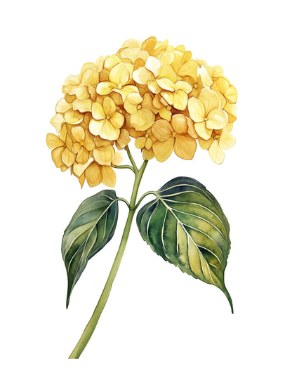 yellow hydrangea decorative wall art - modern poster for home or office