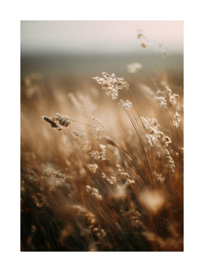 Poster of golden wildflowers swaying in autumn light