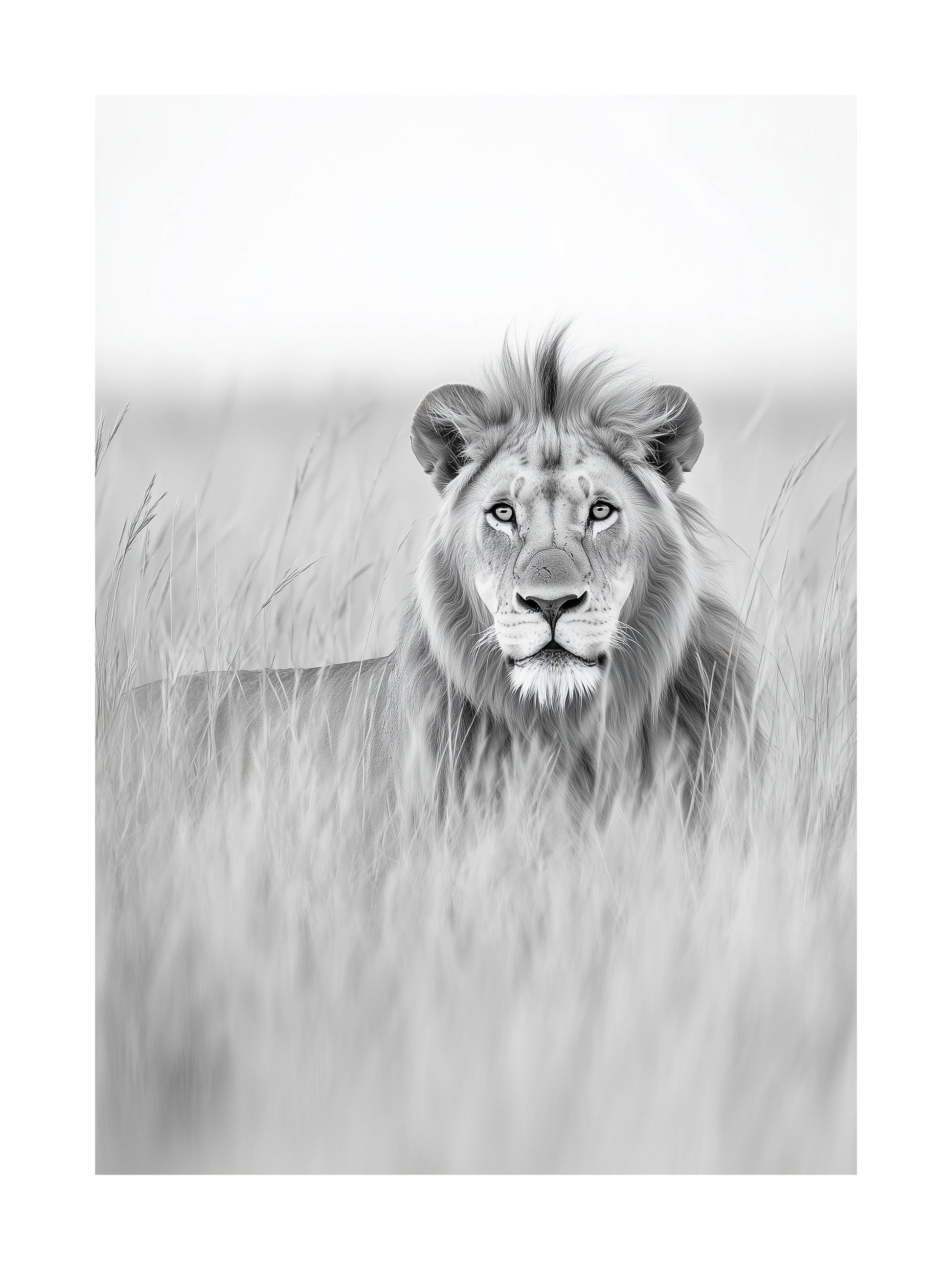 Black and white portrait of a lion lying in tall grass